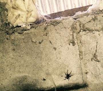 Two spiders crawl on a rough concrete wall near a small window, hinting at the need for crawl space encapsulation.