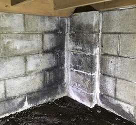 crawl space mold