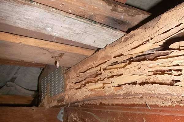 termite damage in crawl space