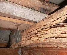 termite damage in crawl space