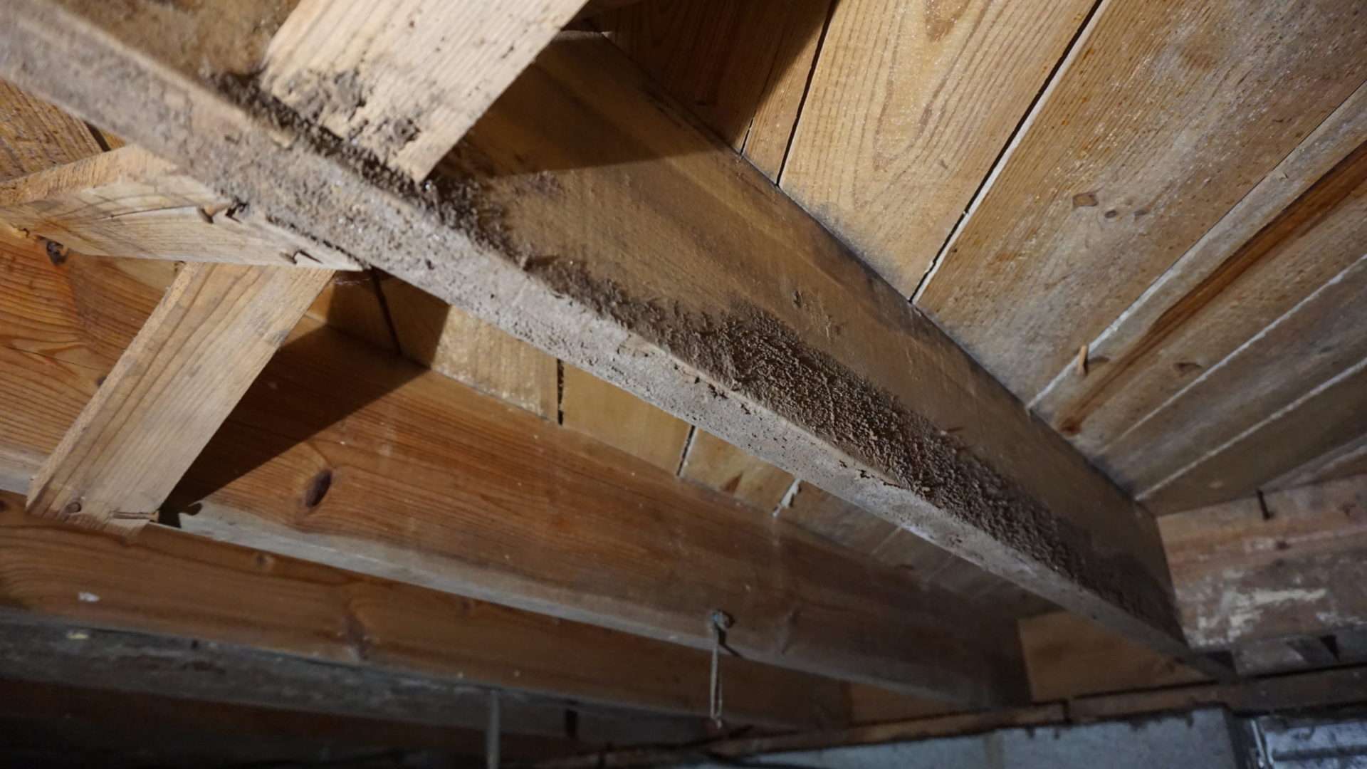 Mold on wooden beams in the crawl space of a home