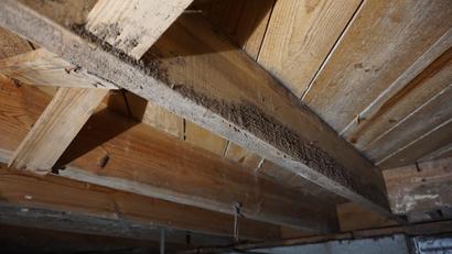 Mold on wooden beams in the crawl space of a home