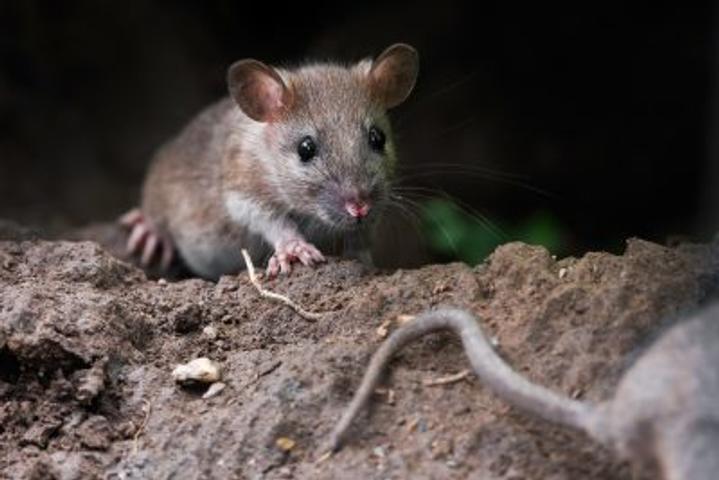 mice in crawl space