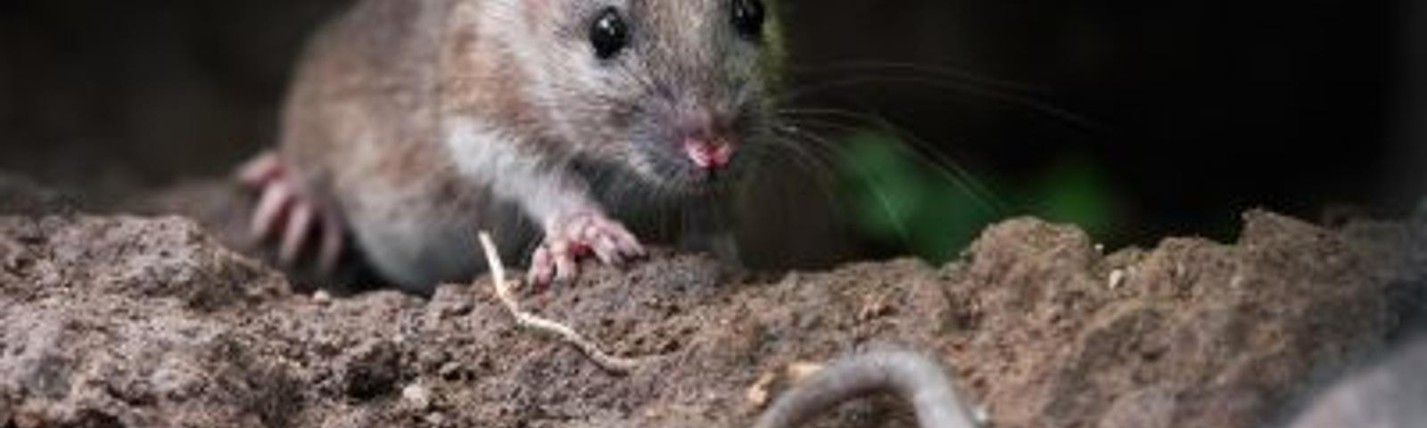 mice in crawl space