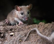 mice in crawl space