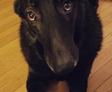 home health and pet health