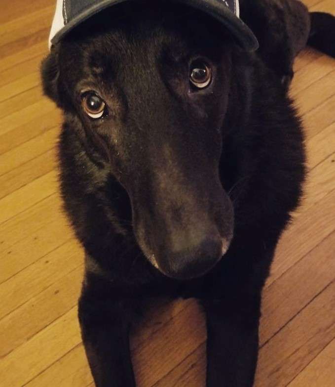 home health and pet health
