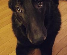 home health and pet health