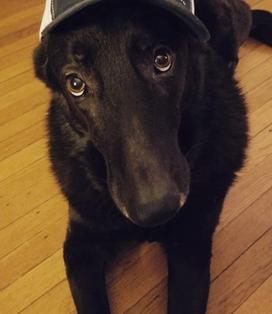 home health and pet health