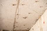 spiders in crawl space