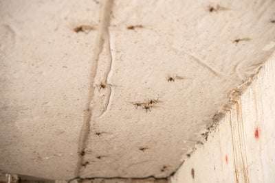 spiders in crawl space