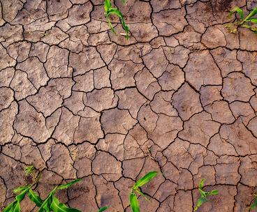 Drought striken cracked soil