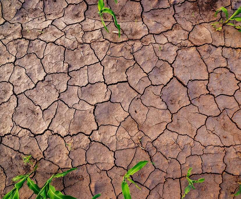Drought striken cracked soil