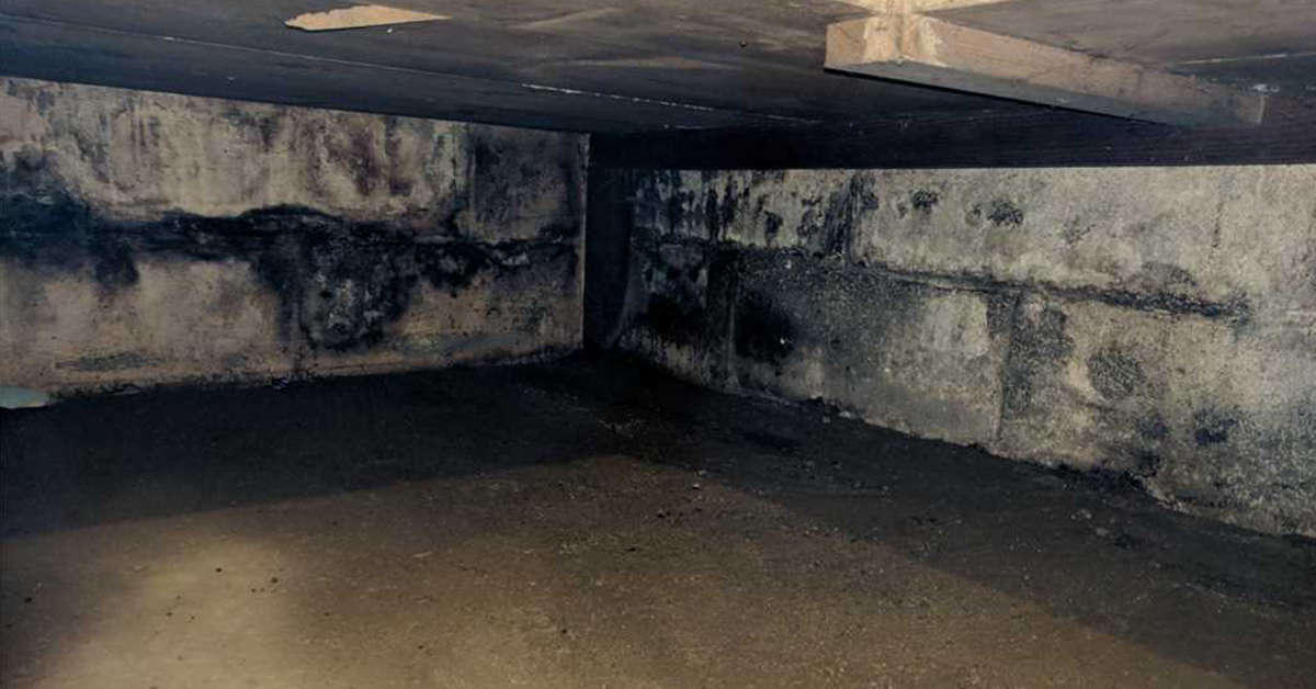 Mold on cinderblock in crawlspace.