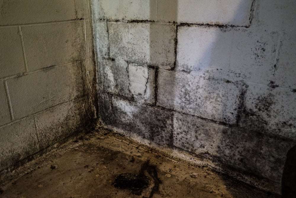 spots of black mold growing on a damp basement wall