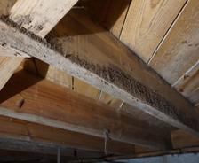mold in crawl space on wooden beams