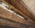 Close-up of a wooden beam with clusters of dark brown, possibly insect-related debris beneath it.
