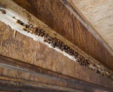 Close-up of a wooden beam with clusters of dark brown, possibly insect-related debris beneath it.