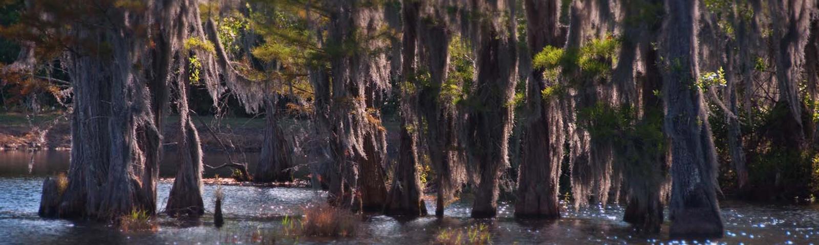 Cypress trees with hanging moss in a sunlit swamp, reflecting on the water below.