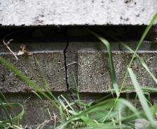Cracked brick wall with grass growing in front.