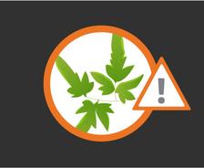 Illustration of poison ivy leaves in a circle with an orange warning triangle and exclamation mark.