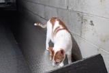 Cat in crawl space
