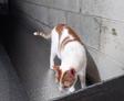 A white and orange cat walks along a narrow ledge by a concrete wall.