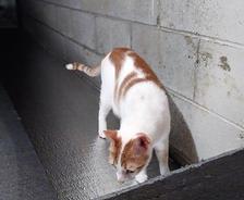 A white and orange cat walks along a narrow ledge by a concrete wall.