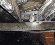 Crawl space with wooden beams showing water damage and mold growth. Brick pillar supports visible.
