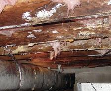 Damaged basement ceiling with exposed insulation and pipes.