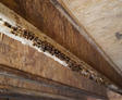 Mold on crawl space joist.