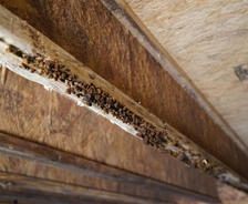 Mold on crawl space joist.