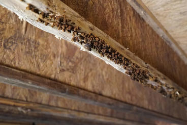 Mold on crawl space joists.