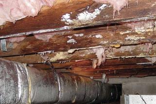 White mold on crawl space joists