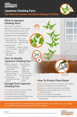 Infographic about Japanese Climbing Fern, its impact in Florida, identification, and protection tips.