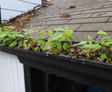 Weeds growing in a clogged rain gutter filled with leaves on a roof.