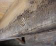 Close-up of wooden beams with visible rot and damage.