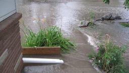 Flooded backyard with plants submerged in murky water near a brick wall and wooden barrier.
