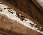 Close-up of mushrooms growing on a wooden beam indoors.