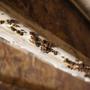 Close-up of mushrooms growing on a wooden beam indoors.