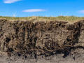 roots and soil layers with blue sky