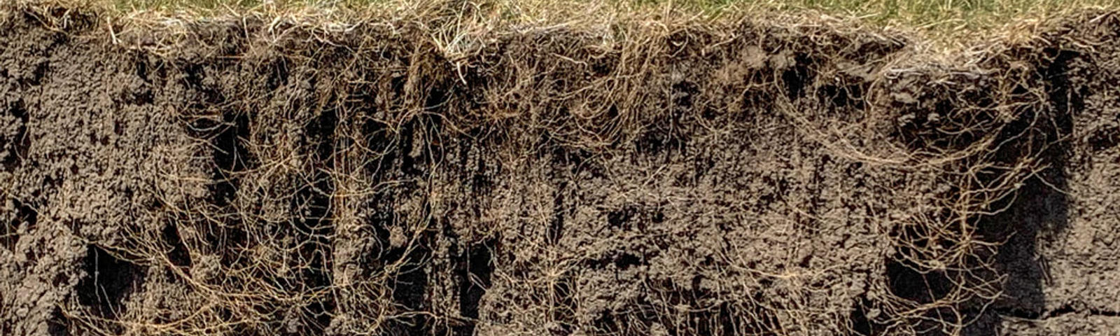 roots and soil layers with blue sky