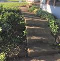 Concrete steps surrounded by greenery and shrubs, leading up to a building entrance.