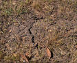 Cracks in soil