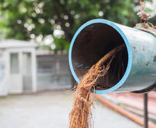 Root in water pipe