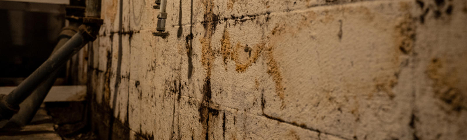 Mold around pipes in basement.