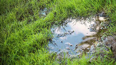 Puddle in grass.