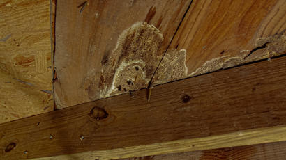 Close-up of wood with visible mold growth and signs of decay.