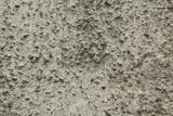 Close-up of a textured concrete wall with rough, uneven surface and small bumps.