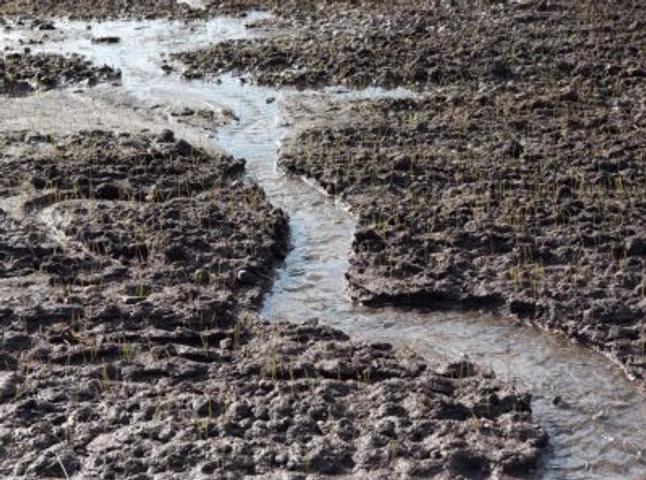 A muddy field with a small stream running through it, patches of green grass sprouting amidst the soil.